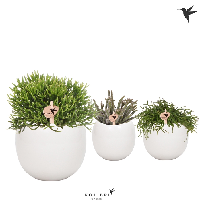 <h4>Rhipsalis Gemengd Keramiek Bowl</h4>