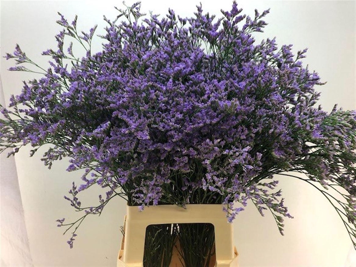 <h4>LIM MAINE BLUE</h4>