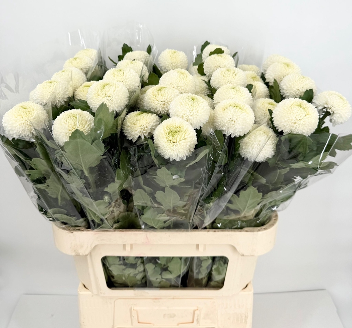 Chrys Gp Boris Becker White