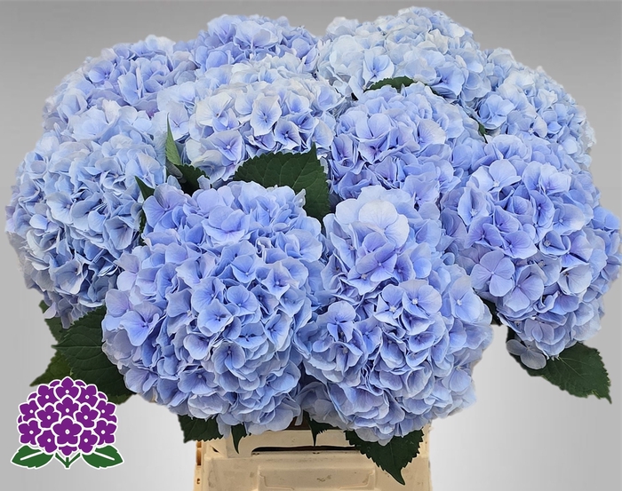 <h4>HYDR M CH VERENA BL</h4>