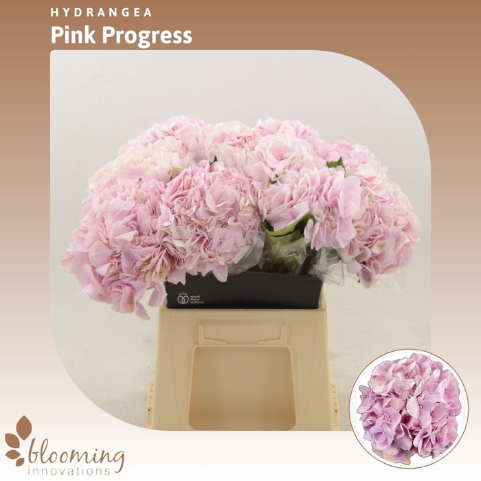 <h4>Hydrabloom Pink Progress</h4>