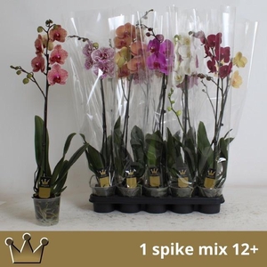 PHAL GEM 7 KL