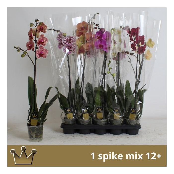 <h4>PHAL GEM 7 KL</h4>