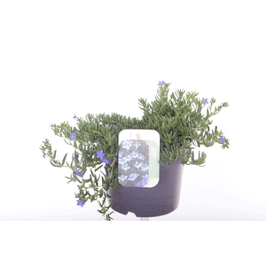 Lithodora diffusa Grace Ward