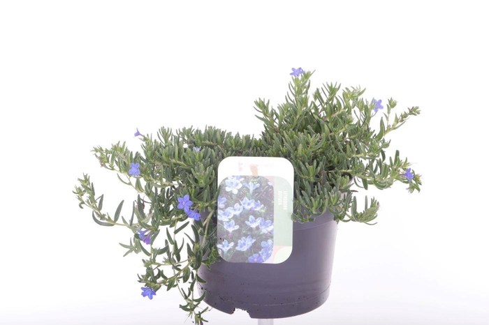 <h4>Lithodora diffusa Grace Ward</h4>