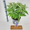 Buddleja Butterfly Candy Little Lil