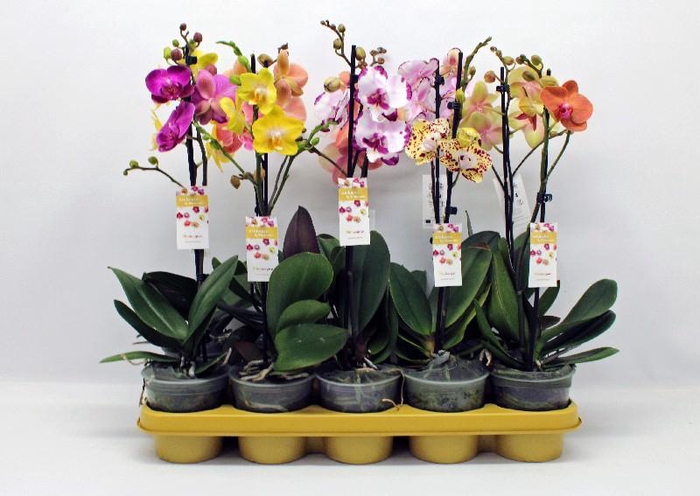 Phalaenopsis Gemengd Enk Tak gemengd MX 1-50 G