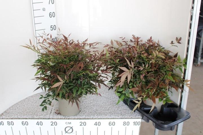 <h4>NAND OBSESSED</h4>