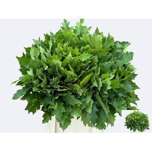 QUERC RUBRA 80CM