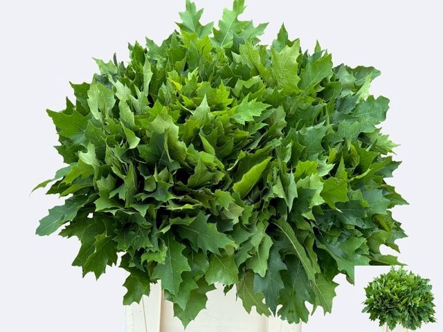 <h4>QUERC RUBRA 80CM</h4>