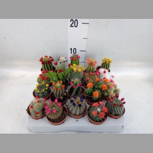 Cactus   ...decorated