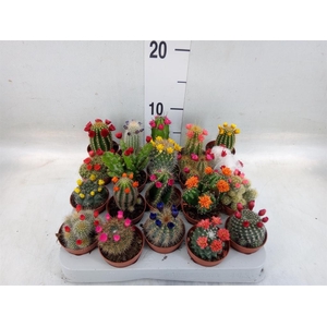 Cactus   ...decorated