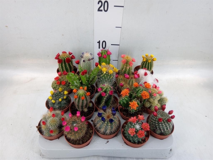 <h4>Cactus   ...decorated</h4>