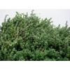 THYMUS 200