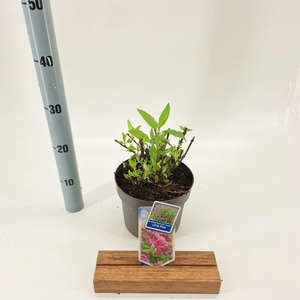 Buddleja Butterfly Candy Little Pin