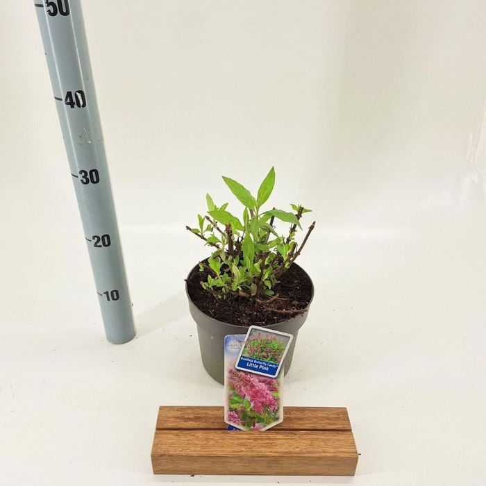 <h4>Buddleja Butterfly Candy Little Pin</h4>