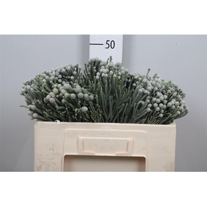 Kaaps Brunia Laevis