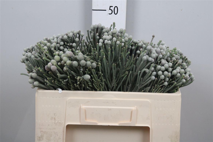 <h4>Kaaps Brunia Laevis</h4>