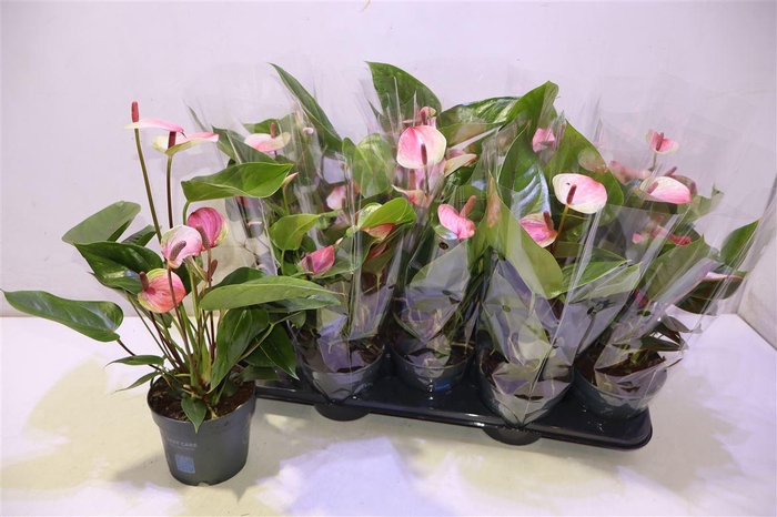 <h4>Anthu Karma Hotlips</h4>