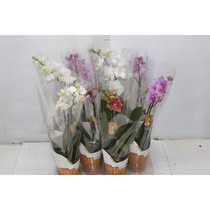 PHALAENOPSIS MINI P09