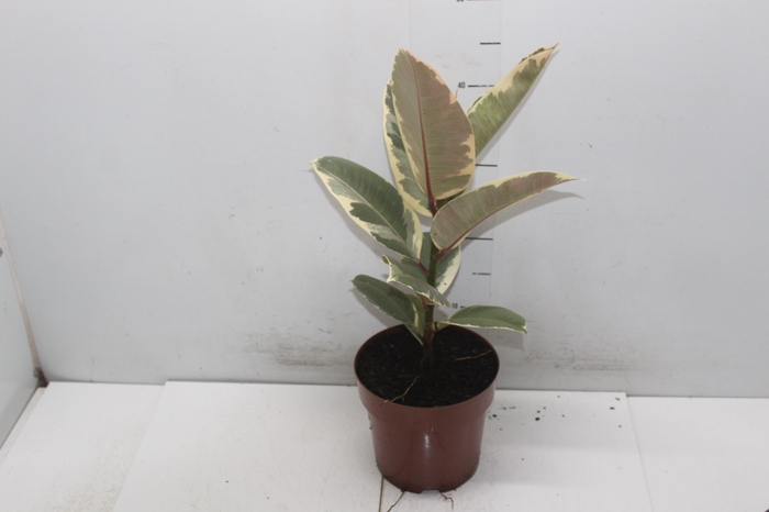 <h4>FICUS ELASTICA TINEKE P17</h4>