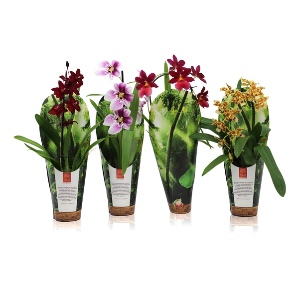 <h4>Inca Orchid mix 1 spike incl. Cascade 9cm in luxury jungle cover</h4>