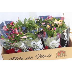 FLOR DE MAIO P11
