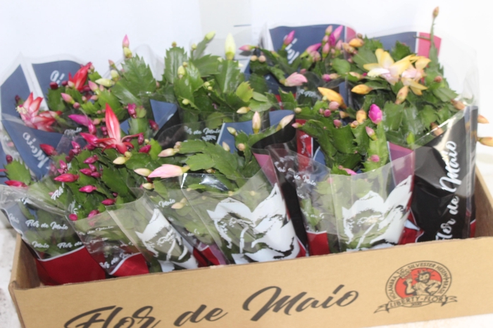 <h4>FLOR DE MAIO P11</h4>