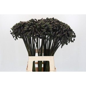 Agapanthus Seed