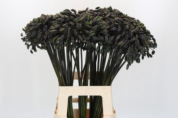 <h4>Agapanthus Seed</h4>