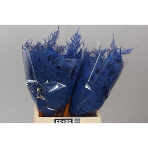 Aspa 1e Veren Blue X50