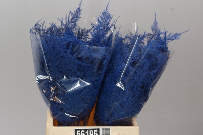 <h4>Aspa 1e Veren Blue X50</h4>