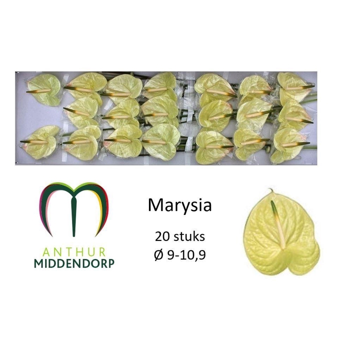 <h4>Anth A Marysia</h4>