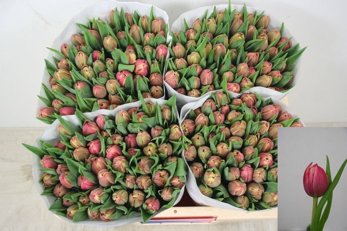 <h4>Tu Du Columbus</h4>