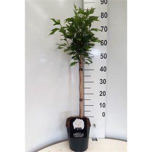 Hibiscus syr. Flower Tower White