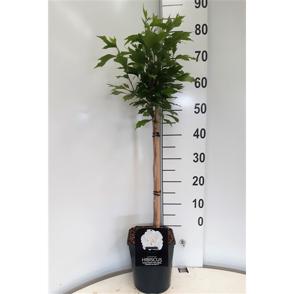 <h4>Hibiscus syr. Flower Tower White</h4>
