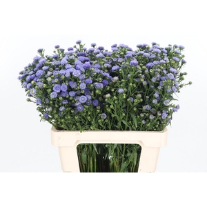Aster Baby Blue
