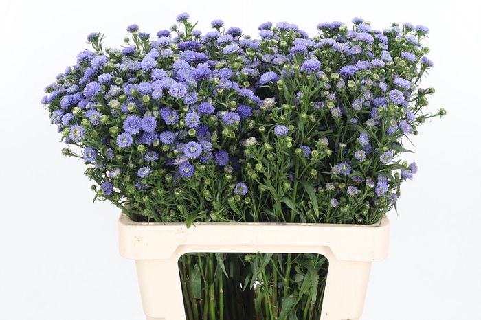 <h4>Aster Baby Blue</h4>