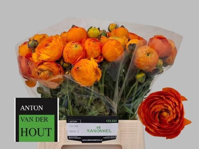 <h4>RAN AAZUR ORANGE</h4>