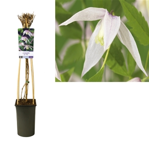 Clematis alp. 'Willy' +light label