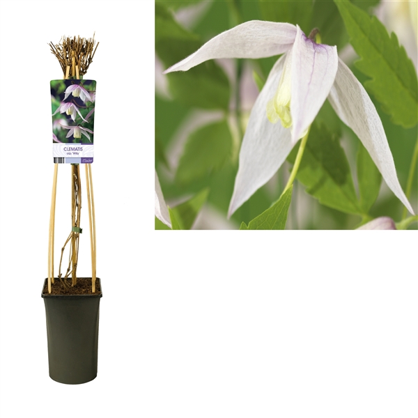 <h4>Clematis alp. 'Willy' +light label</h4>