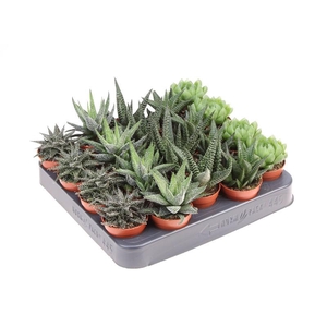 Haworthia Margaritifera gemengd in tray AL5004