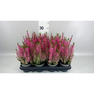 Calluna vulg. 'Beauty L Michelle'