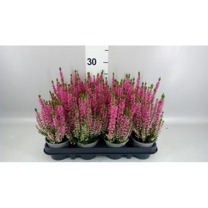 <h4>Calluna vulg. 'Beauty L Michelle'</h4>