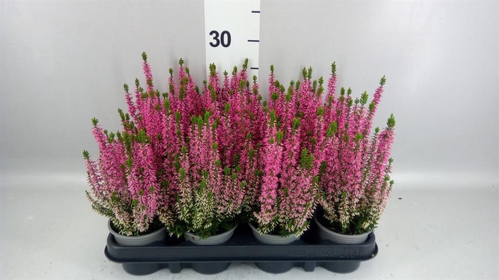 Calluna vulg. 'Beauty L Michelle'