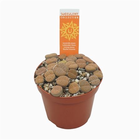 <h4>Lithops Gemengd</h4>