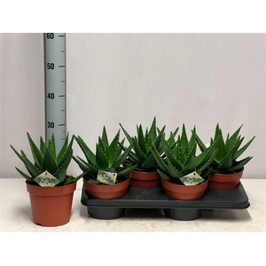 Aloe mitriformis