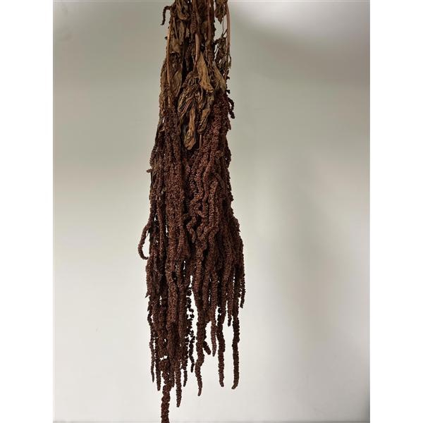 <h4>GESTABILISEERD AMARANTHUS (H) LEATHER</h4>