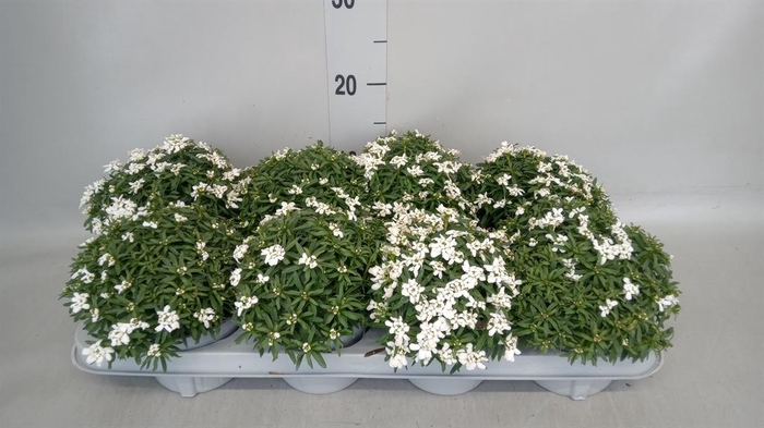 <h4>Iberis semp.</h4>