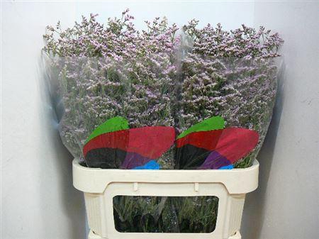 <h4>Lim Saf Oshi Pink</h4>